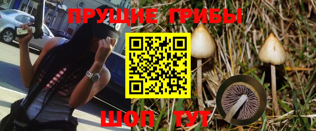 Тара  Галлюциногенные грибы прущие грибы  Вход с VPN  Галлюциногенные грибы прущие грибы 